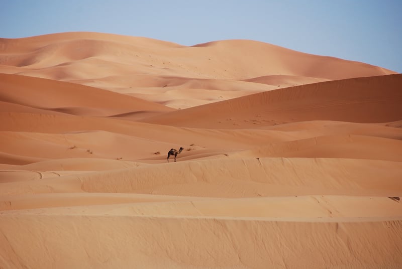 Morocco Camel Desert